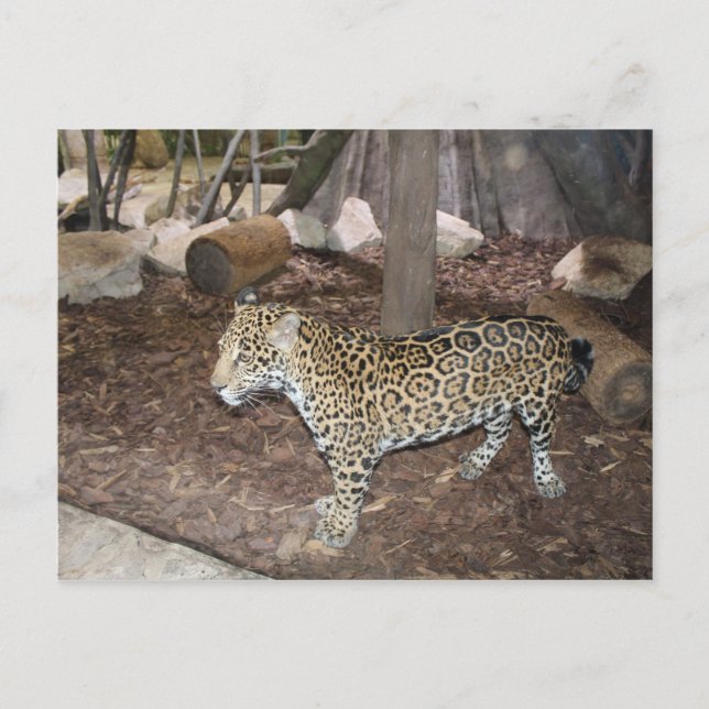 Carte Postale Jaguar # 3 (Devant)