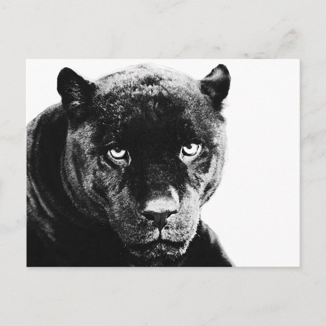 Carte Postale Jaguar Black Panther (Devant)