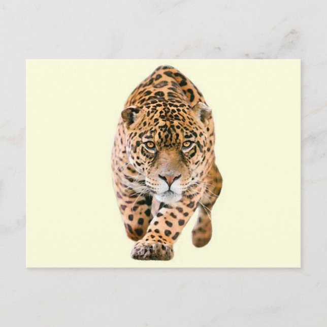Carte Postale Jaguar Eyes (Devant)
