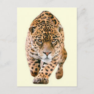 Carte Postale Jaguar Eyes