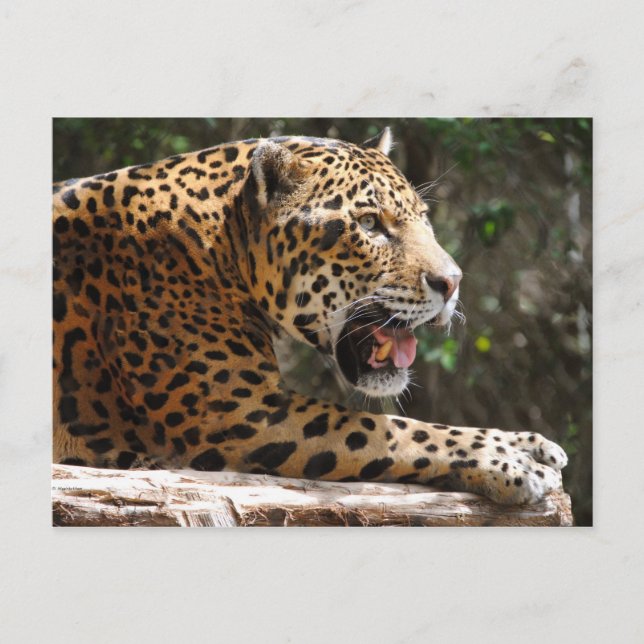 Carte Postale Jaguar III (Devant)