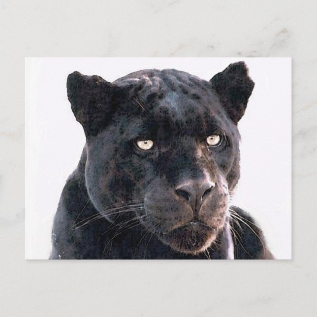 Carte Postale Jaguar noir (Devant)