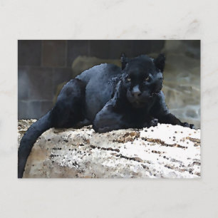 Carte Postale Jaguar noir