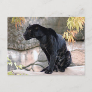 Carte Postale Jaguar noir4x6