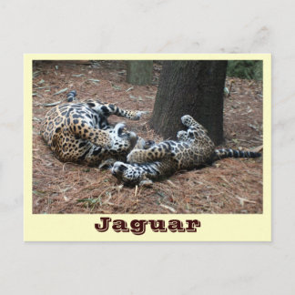 Carte Postale JAGUAR-PAW BACK-IMG_2914 -Shane-Carrie
