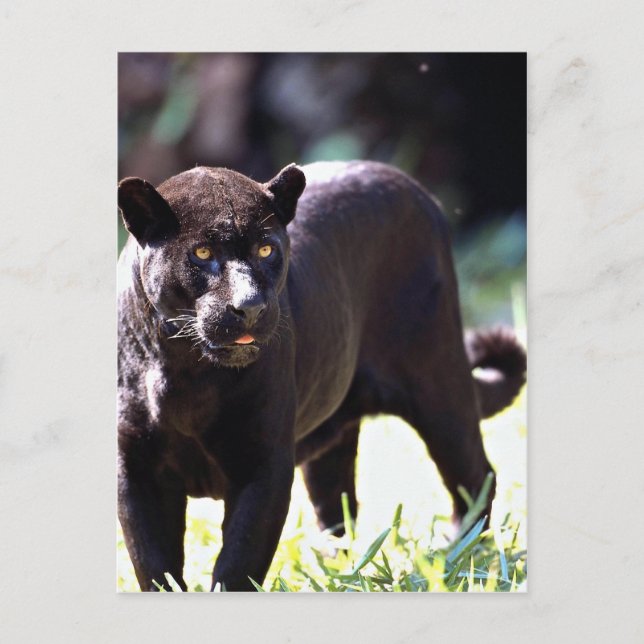 Carte Postale Jaguar, phase noire (Panthera onca) (Devant)