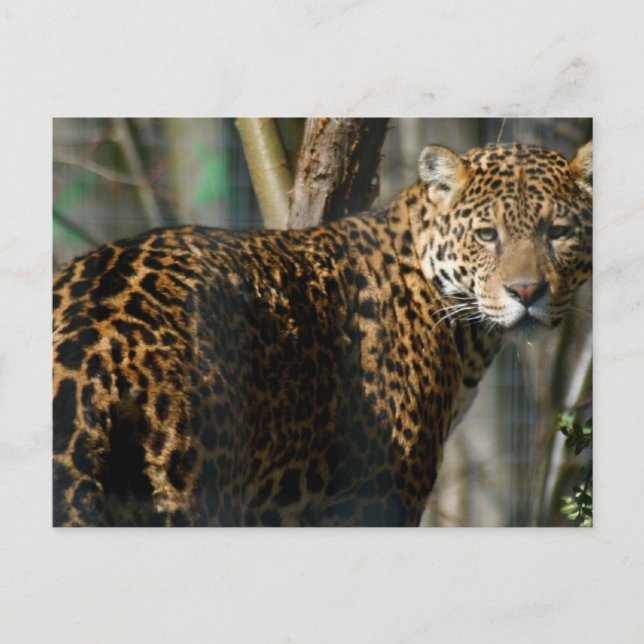 Carte postale Jaguar Photo (Devant)