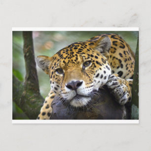 Carte Postale Jaguar se relaxer dans l'arbre