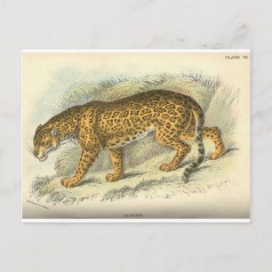 Carte Postale Jaguar vintage du 19e siècle illustration