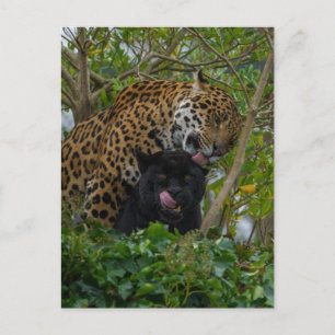 Carte Postale Jaguars In Love