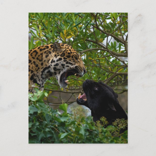 Carte Postale Jaguars In Love (Devant)