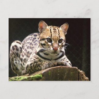 Carte Postale Jaguatirica