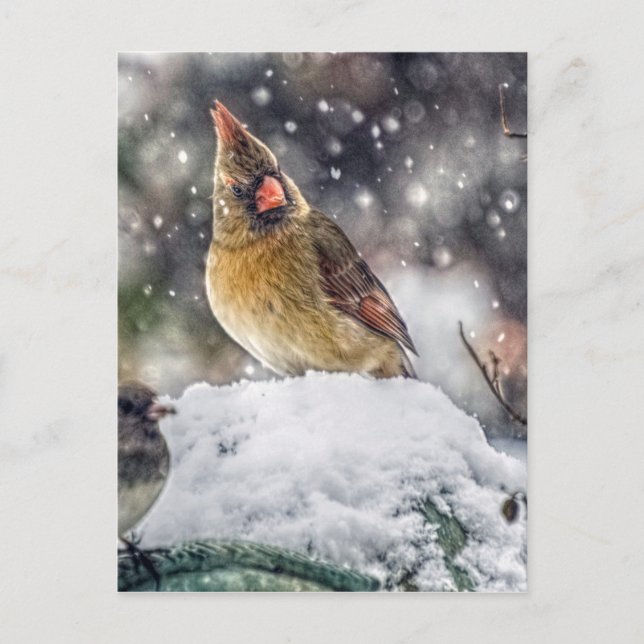 Carte Postale J'ai mon oeil sur toi (Devant)