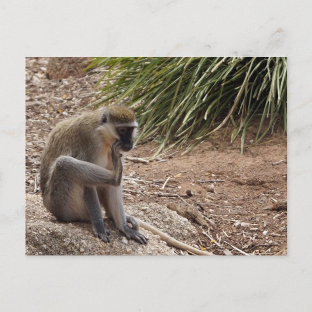 Carte Postale J'ai une poule - Singe de l'araignée (Devant)