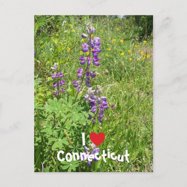 Carte Postale J'aime le Connecticut (Devant)