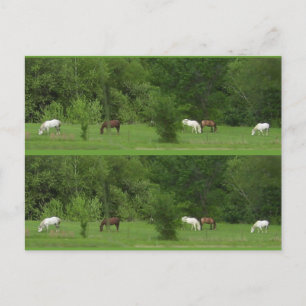 Carte Postale J'Aime Les Chevaux ! Bookmarkers - Personnaliser !