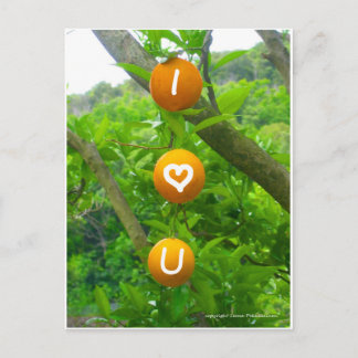 Carte Postale J'aime les oranges