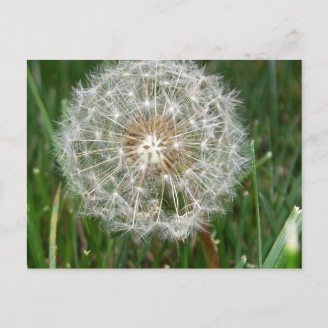 Carte Postale J'aimerais que vous soyez ici (Devant)