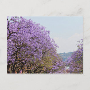Carte Postale Jakaranda Arbres à fleurs violettes, Afrique du Su