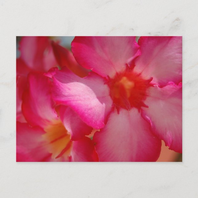 Carte Postale Jamaïque (Devant)