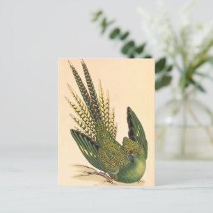 Carte Postale James Sowerby Parrot terrestre, Psittacus terrestr