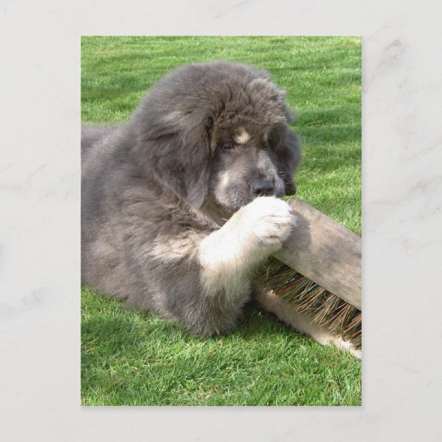 Carte Postale Jampo Tibétain Mastiff avec balai (Devant)