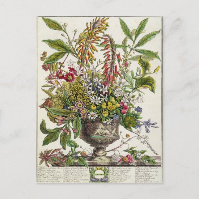 Carte Postale Janvier, de ` douze mois de fleurs (Devant)