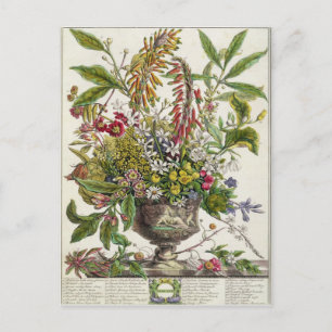 Carte Postale Janvier, de ` douze mois de fleurs