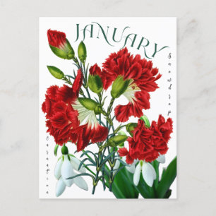 Carte Postale Janvier Mois Fleurs neige Carnation fantaisie
