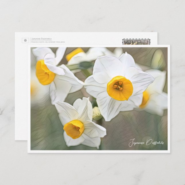 Carte Postale Japanese Daffodils (Devant / Derrière)