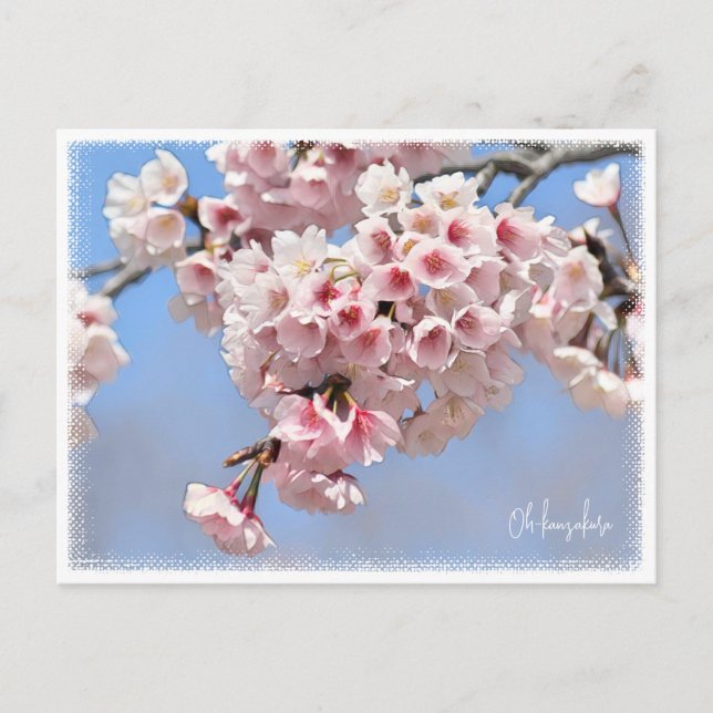 Carte Postale Japanese Flowering Cherry (Devant)