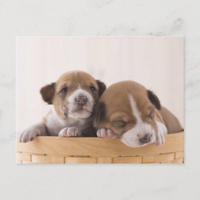 Carte Postale Japon (Devant)