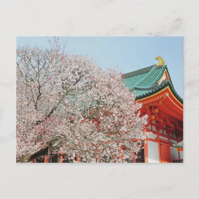 Carte Postale Japon, Kyoto. Fleur de cerisiers de Shinto (Devant)