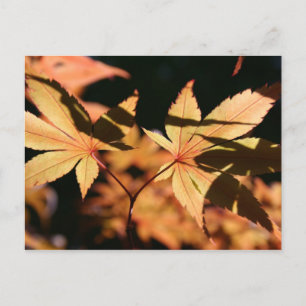 Carte postale japonais Maple 1 Automne Colonnes