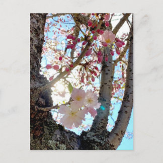 Carte postale japonaise en fleur de cerisier 日 本 の