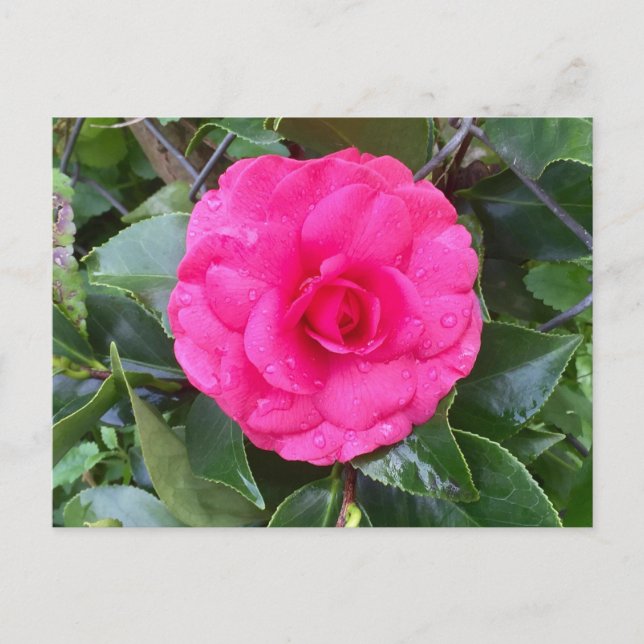 Carte postale japonaise Pink Camellia (Devant)