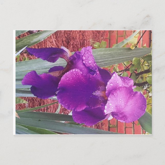 Carte postale japonaise violet Iris (Devant)