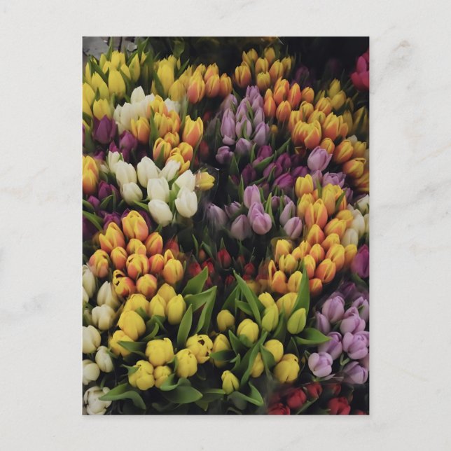 Carte Postale Jardin à fleurs de tulipes colorées en fleur, élég (Devant)