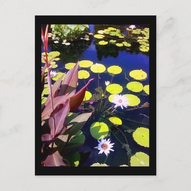 Carte Postale jardin botanique de chicago (Devant)