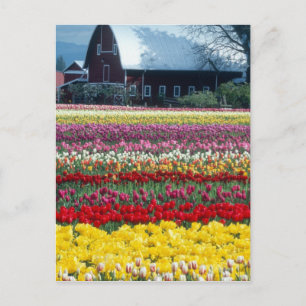 Carte Postale Jardin d'affichage des tulipes, comté de Skagit,