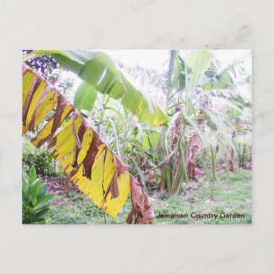 Carte Postale Jardin de campagne jamaïcain