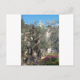 Carte Postale Jardin De Gethsemane