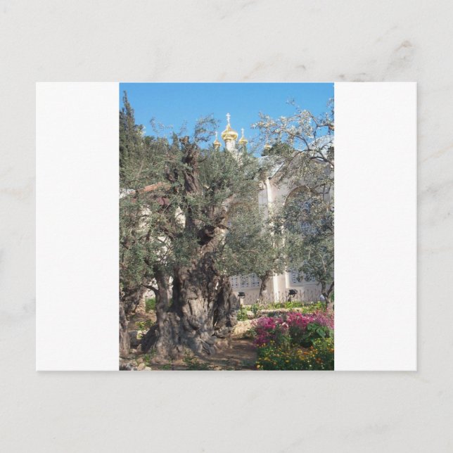 Carte Postale Jardin De Gethsemane (Devant)