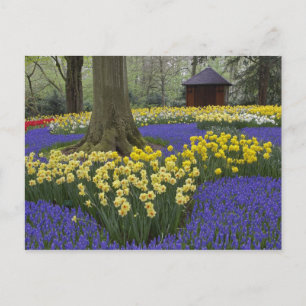 Carte Postale Jardin de jonquilles, muscaris et tulipes,