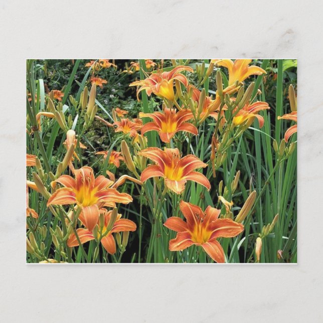 Carte Postale Jardin de jour / Fleurs de lys orange Photographie (Devant)