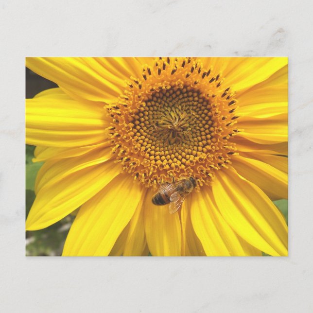 Carte Postale Jardin de Sunflower (Devant)