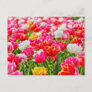 Carte Postale Jardin de Tulip
