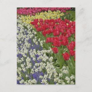 Carte Postale Jardin de Tulip et daffodil, Jardins de Keukenhof,