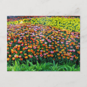 Carte Postale Jardin de tulipes