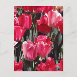 Carte Postale Jardin de tulipes